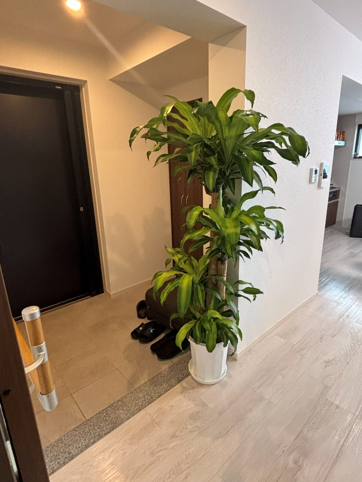 観葉植物のあるエントランス